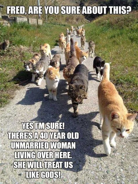 Happy National Cat Lady Day Funny Animal Photos