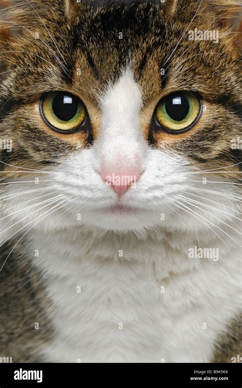 Cat Hi Res Stock Photography And Images Alamy