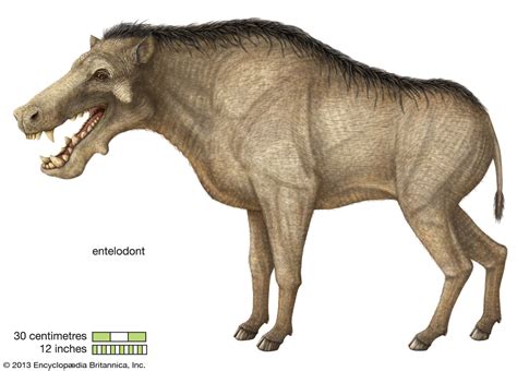 Entelodont Oligocene Artiodactyls And Carnivorous Britannica