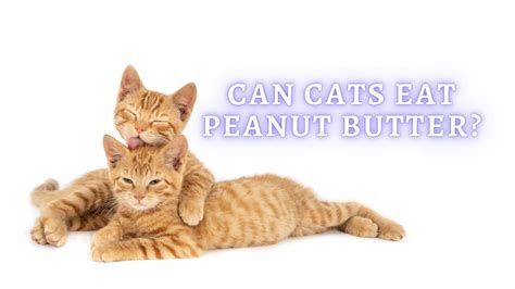 Can Cats Eat Peanut Butter Is It Safe For Cats To Have Peanut Butter