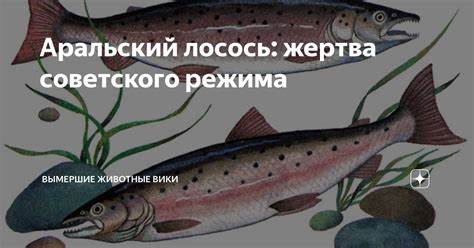 Лосось при диетах