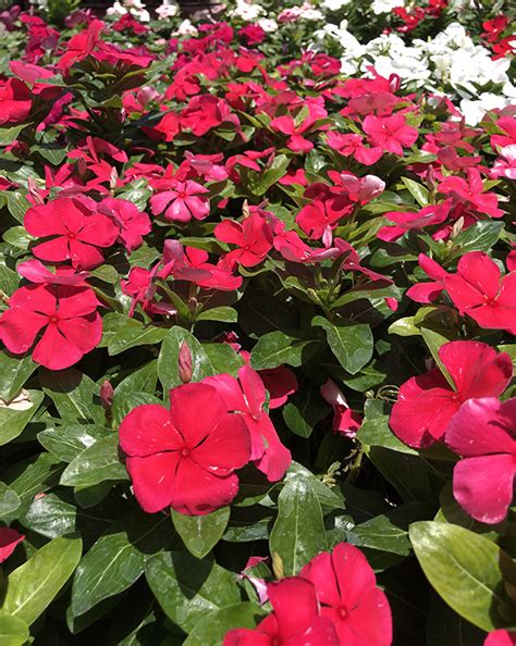 Vinca Plant Care Guzmans Garden Centers