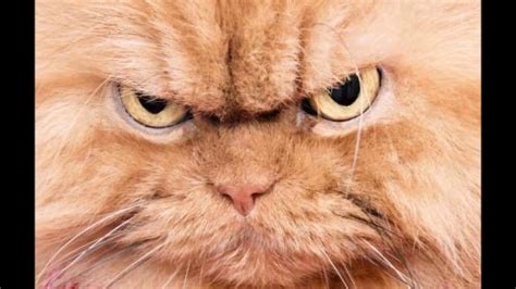 Angry Cat Images Cat Angry Cats Mad Grumpy Scottish Body Face Fold