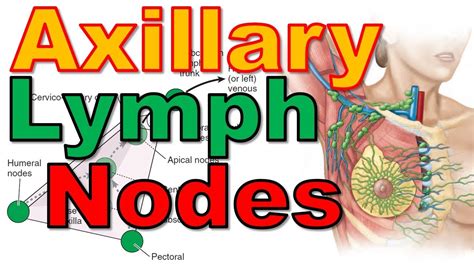 23 Axillary Lymph Nodes Axilla 36 Upper Limb كلية الطب