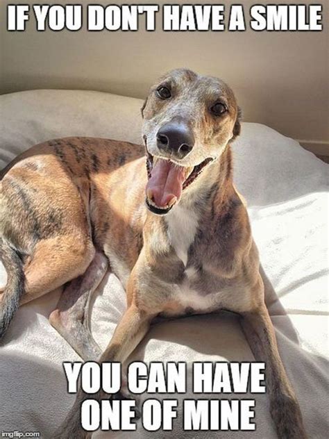 101 Smile Memes To Make Your Day Even Brighter Greyhound Memes