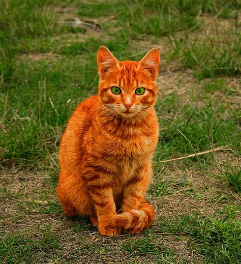 Firestar Is A Ginger Tom With A Flame Colored Pelt Green Eyes