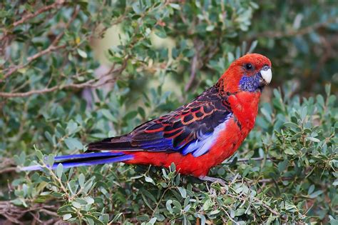 Living Jungle Crimson Rosella Parrot