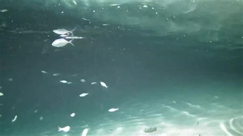Kamera podwodna w Innahura Malediwy kamerka na żywo c d CDA