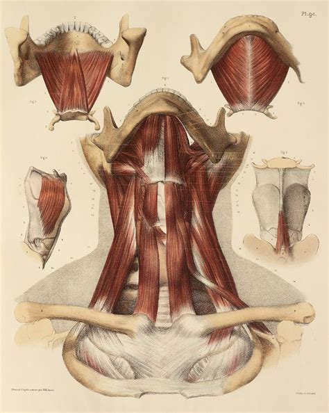 Neck Muscle Anatomy 1831 Artwork Photograph By Science Photo Library