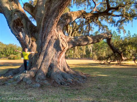 Largest Live Oak In Florida Richard Rathes Reflections