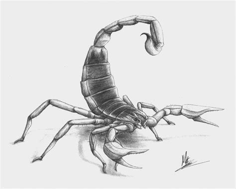 Realistic Scorpion Drawing At Explore Collection