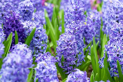 How To Grow And Care For Hyacinth