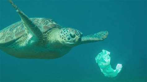 Endstation Meeresgrund Wie Plastik Im Meer Mensch Und Tier Schadet Youtube