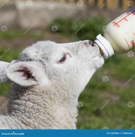 Feeding Spring Lamb Stock Photo Image Of Season Feed 51283904