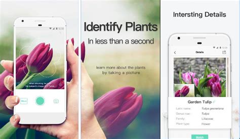 Picturethis is capable of identifying 10,000+ plant species with accuracy of 98%, better than most human experts. Top 5 Best plant identification app (2019)