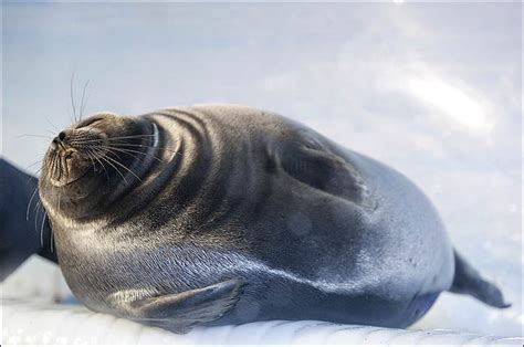 Kill 7000 Seals To Save The Unique Lake Baikal Population