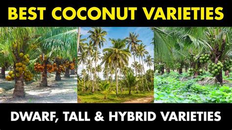 30 Best High Yielding Coconut Tree Varieties Discover Agriculture