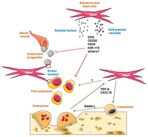 Ijms Free Full Text Connection Between Mesenchymal Stem Cells