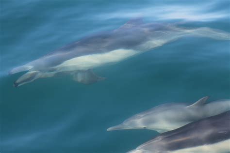 Img2374 Common Dolphin Delphinus Delphis 29 September 2 Flickr