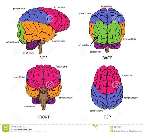 Image Result For Brain Frontal View Labeled Human Brain Graphic