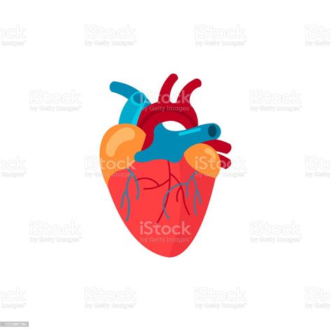 Human Heart Art Vector Illustration Medicine Design Background Stock
