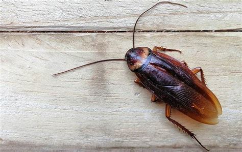What To Do About Cockroaches In Your Honolulu Home Pest Tech Hawaii