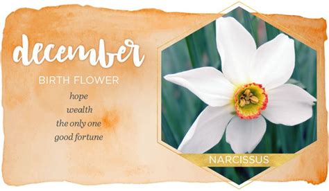 December Birth Flower Narcissus Birth Flowers December