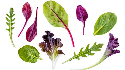17 Types Of Lettuce And What They Are Used For