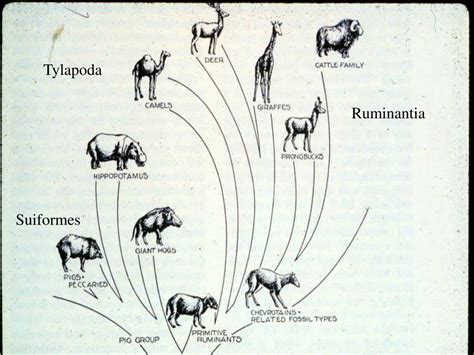 Ppt Artiodactyla The Zenith Of Mammalian Evolution Powerpoint