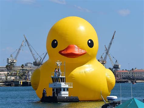 Enormous Rubber Duck In Canada Is Counterfeit Artist Alleges Wcmu