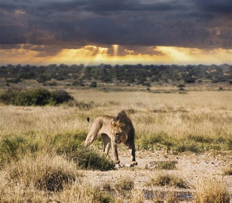 Young Lion At Sunset Stock Image Image Of Botswana 247482303