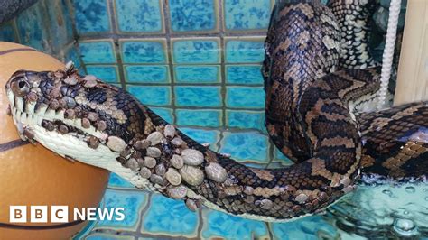 Python Covered With More Than 500 Ticks Rescued In Australia Bbc News