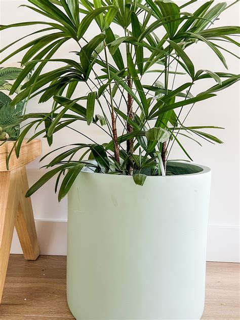Lush Rhapis Palm in Aqua Quinn Pot Planter measures 40cm D x 40cm H