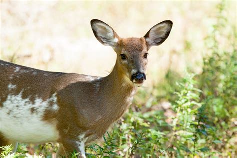 Piebald Deer Everything There Is To Know About Them World Deer