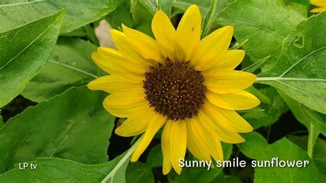 ทานตะวันเตี้ย Sunny Smile Sunflower Youtube