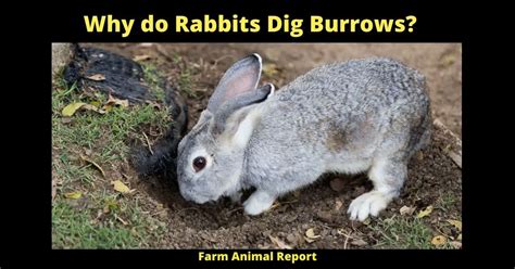 Why Do Rabbits Dig Burrows Protection Nesting Resting