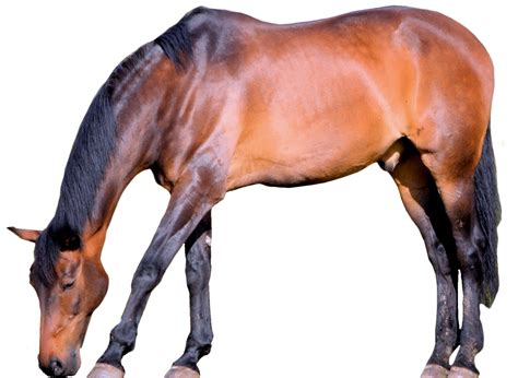 Isolated Horse Free Stock Photo Public Domain Pictures