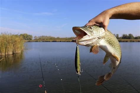Useful Tips When Freshwater Fishing Just Love Fishing