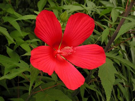 Download モミジアオイ 紅葉葵 の花言葉 花言葉に想いをのせて Images For Free