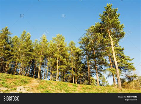 Beautiful Landscape Pine Trees On Image And Photo Bigstock