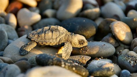 Leuke konijnen wallpaper met twee schattige konijnen op het gras die elkaar een kusje geven. Schildpad Wallpapers | HD Wallpapers