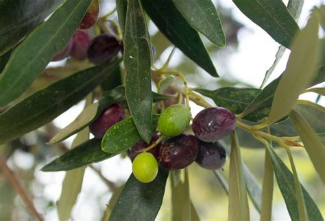 Olives Growing In An Olive Orchard Near The Acropolis In Athens