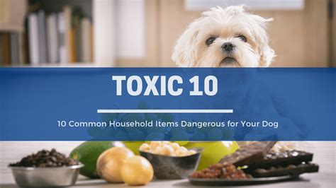 The Toxic 10 Common Things In Your Household Bad For Your Dog The