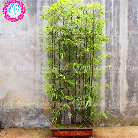 40pcs Bonsai Purple Bamboo Plants Outdoor Potted Plants