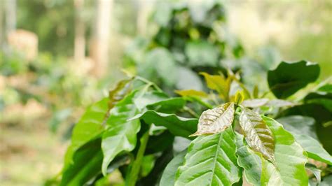 What Causes Coffee Plants To Have Brown Leaves 4 Major Causes