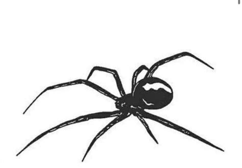 Black Widow Spiders Poster Zazzle Artofit