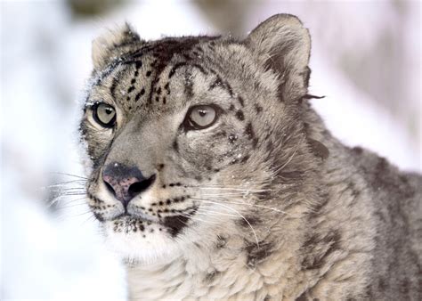 Snow Leopard Facts For Kids Ghost Cats Big Cat Facts