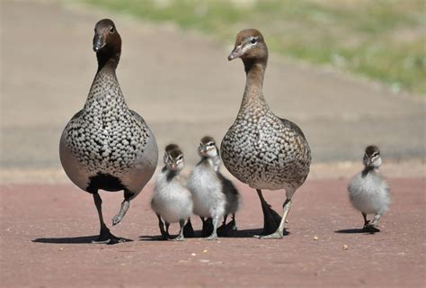 Australian Wood Duck New Zealand Birds Online