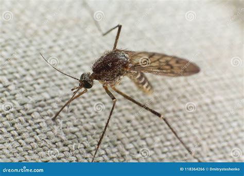 Mosquito Trying To Bite Through Cloth Stock Photo Image Of Biology