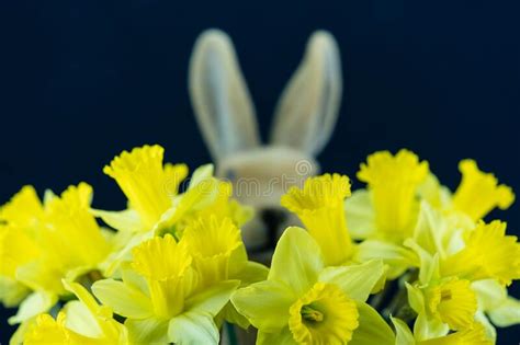 Yellow Easter Daffodils Stock Photo Image Of T Daffodils 212596238